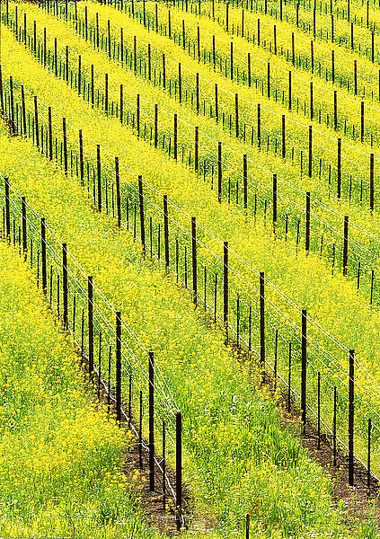 USA, California, Napa Valey, wine country, mustard plants in a vineyard