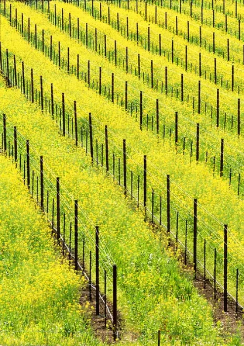 Framed Print : USA, California, Napa Valey, wine country, mustard plants in a vineyard Framed Print : USA, California, Napa Valey, wine country, mustard plants in a vineyard