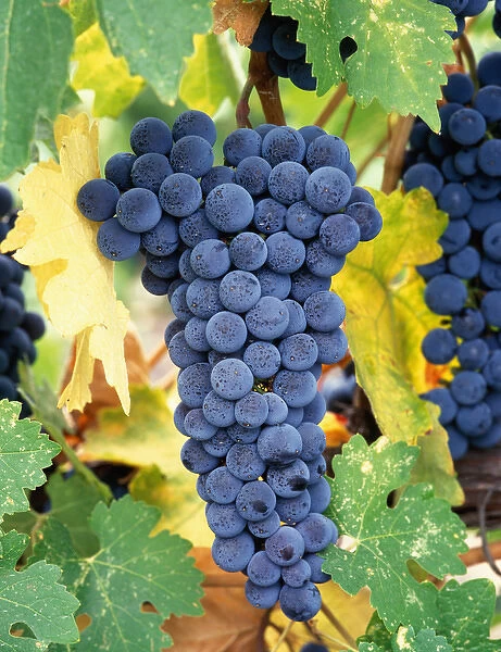 USA, California, Napa Valley. Cabernet Sauvignon grapes, ready for harvesting
