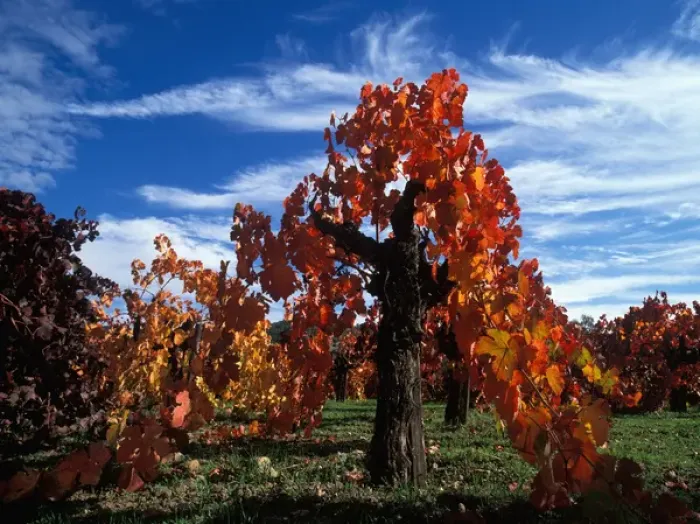 Framed Print : USA, California, Napa Valley, Calistoga. Along the Silverado Trail old Zinfandel Framed Print : USA, California, Napa Valley, Calistoga. Along the Silverado Trail old Zinfandel