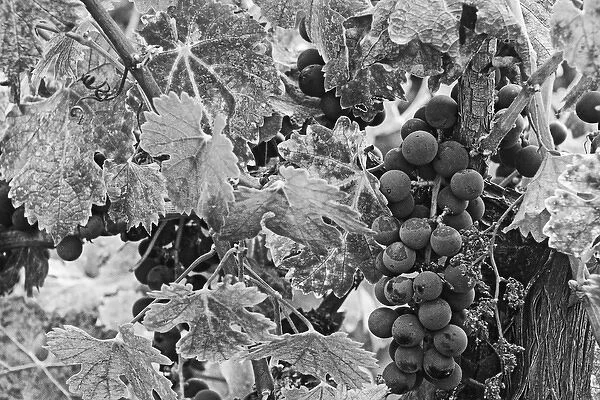 USA, California, Napa Valley. Close-up of cabernet sauvignon grapes on vine. Credit as