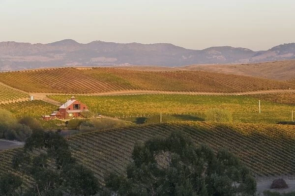 USA, California, Napa Valley. Sunset light over house in the vineyard covered rolling