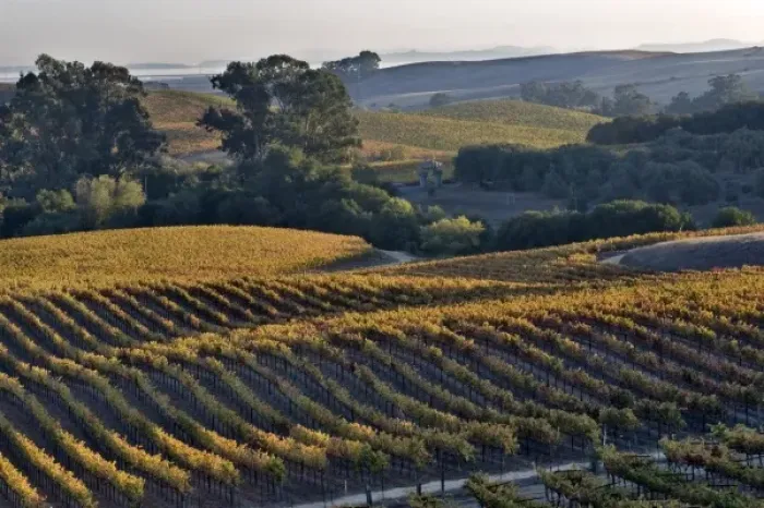 Framed Print : USA, California, Napa Valley. View of vineyard and Pablo Bay in the San Francisco