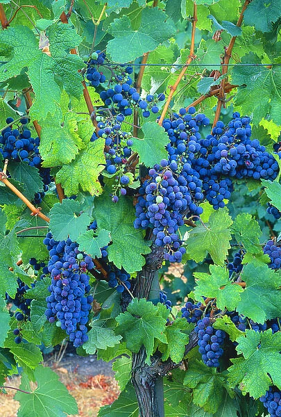 USA, California, Napa Valley, wine country, cabernet grapes on the vine