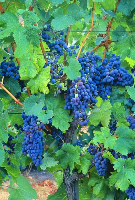 Framed Print : USA, California, Napa Valley, wine country, cabernet grapes on the vine Framed Print : USA, California, Napa Valley, wine country, cabernet grapes on the vine