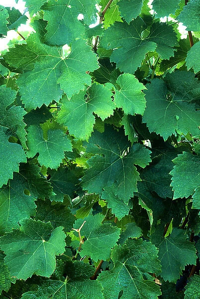 USA, California, Napa Valley, wine country, new grape leaves in a vineyard