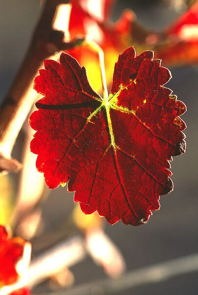USA, California, Napa Valley, wine country, a red grapeleaf at harvest time