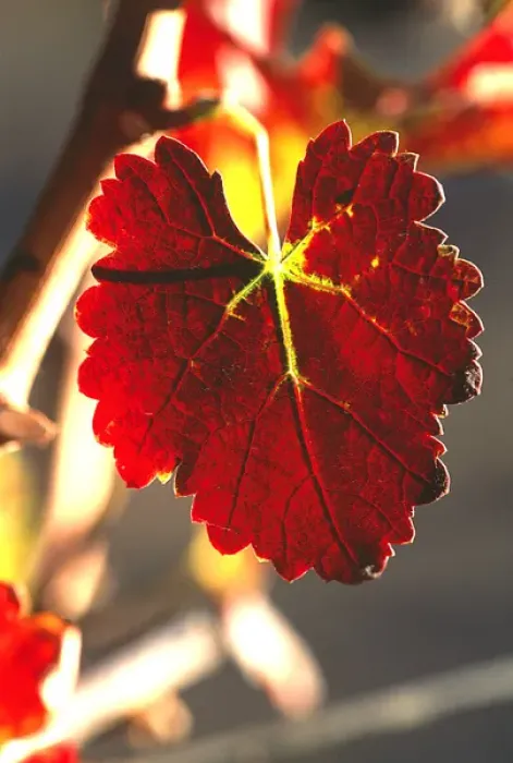 Framed Print : USA, California, Napa Valley, wine country, a red grapeleaf at harvest time Framed Print : USA, California, Napa Valley, wine country, a red grapeleaf at harvest time