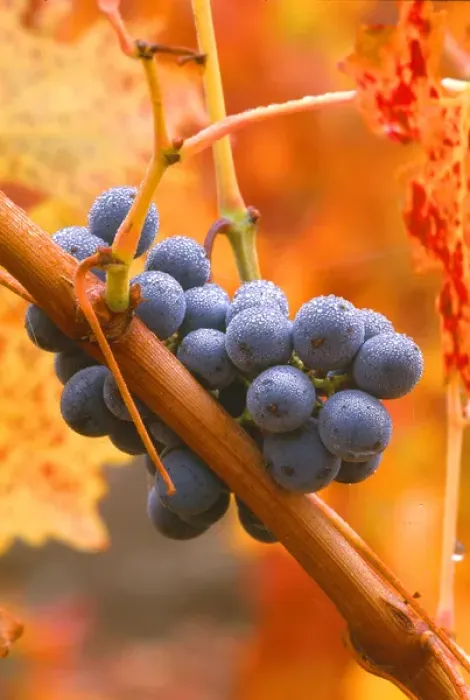 Framed Print : USA, California, Napa Valley, wine country, dew on cabernet grapes in coloful vineyard Framed Print : USA, California, Napa Valley, wine country, dew on cabernet grapes in coloful vineyard