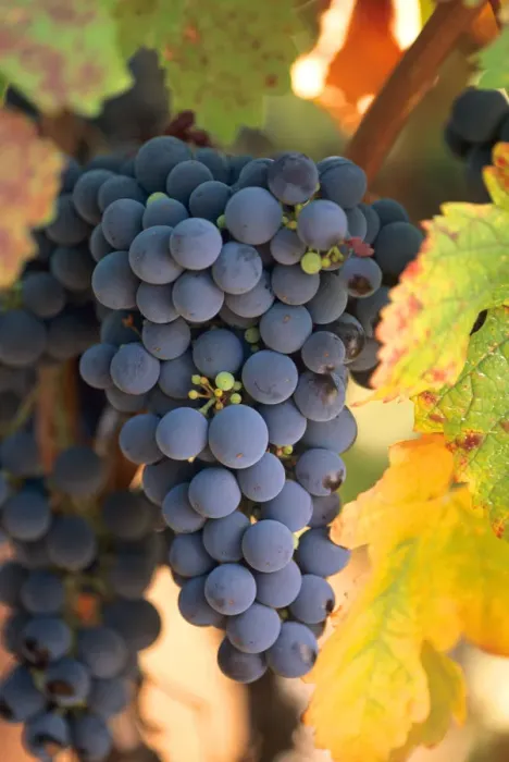 Framed Print : USA, California, Napa, wine country, a cluste of cabernet sauvignon grapes hangs