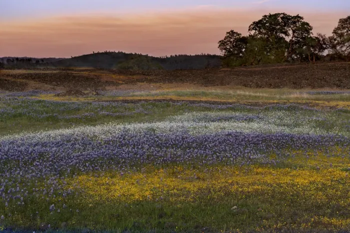 Framed Print : USA, California, North Table Mountain. Sunset on field of wildflowers Framed Print : USA, California, North Table Mountain. Sunset on field of wildflowers