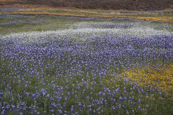 USA, California, North Table Mountain. Sunset on field of wildflowers