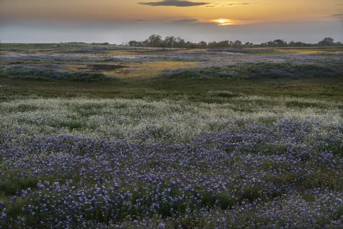 Framed Print : USA, California, North Table Mountain. Sunset on field of wildflowers