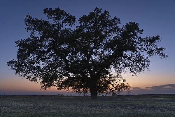 USA, California, North Table Mountain. Tree silhouette on field of wildflowers at sunset