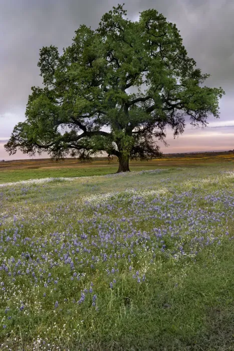 Framed Print : USA, California, North Table Mountain. Sunset on field of wildflowers