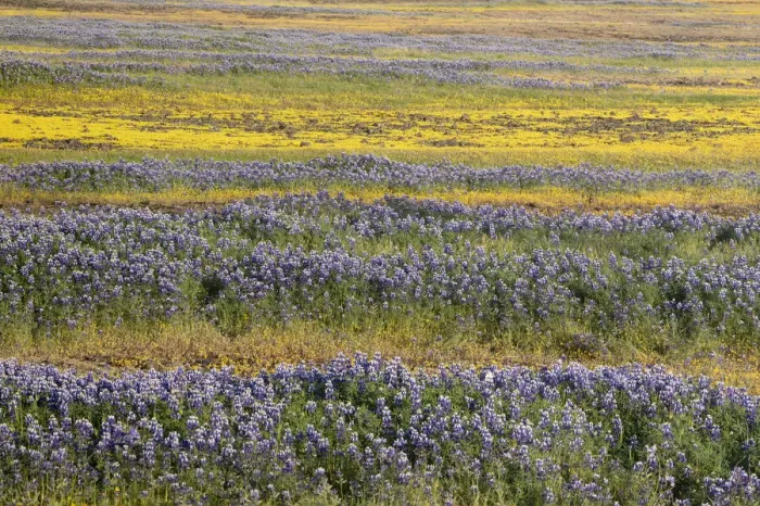 Framed Print : USA, California, North Table Mountain. Field of wildflowers
