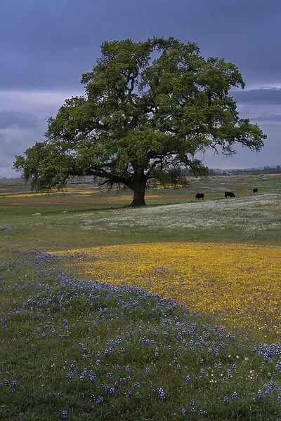 USA, California, North Table Mountain. Sunset on field of wildflowers and cattle