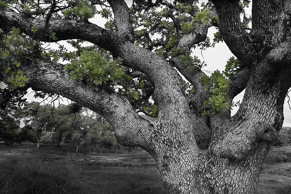 USA, California, North Table Mountain. Gnarled oak tree in meadow