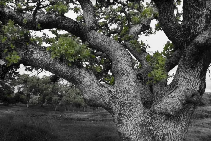 Framed Print : USA, California, North Table Mountain. Gnarled oak tree in meadow
