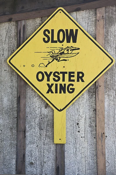 USA, California, Northern California, North Coast, Tomales Bay, Nicks Cove, oyster