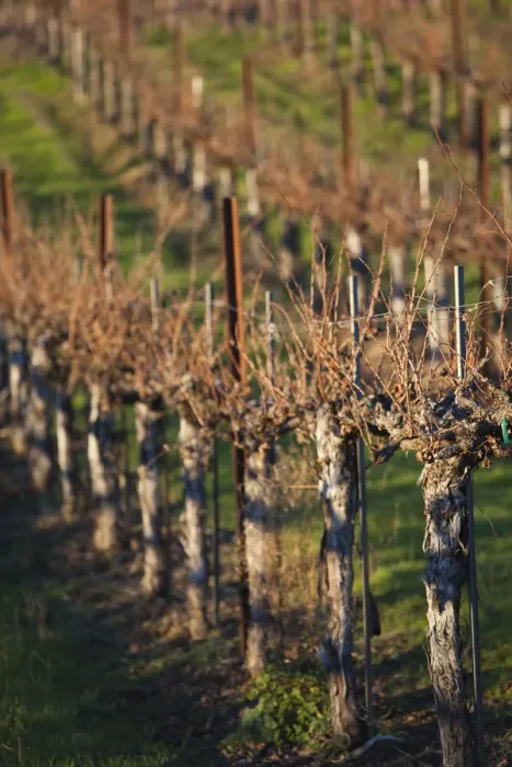 Framed Print : USA, California, Northern California, North Coast, Ukiah, vineyard in winter, late Framed Print : USA, California, Northern California, North Coast, Ukiah, vineyard in winter, late