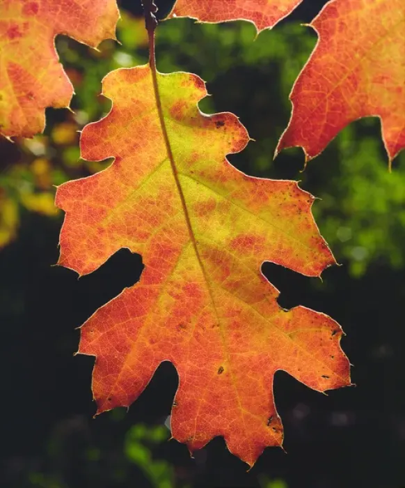 Framed Print : USA, California, An Oak Leaf in Six Rivers National Forrest Framed Print : USA, California, An Oak Leaf in Six Rivers National Forrest