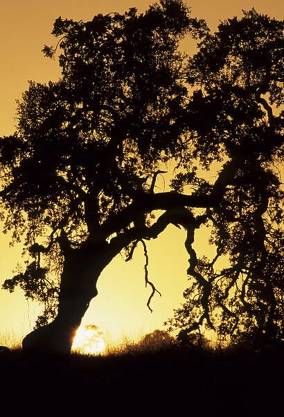 USA, California, Oak Tree, Sunset, Pinnacles National Monument