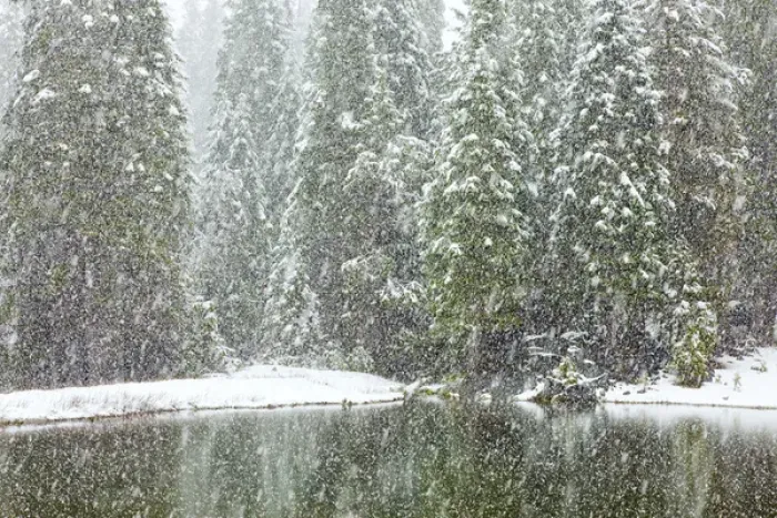 Framed Print : USA, California, Oakhurst. Fir trees reflect in pond in snowfall Framed Print : USA, California, Oakhurst. Fir trees reflect in pond in snowfall