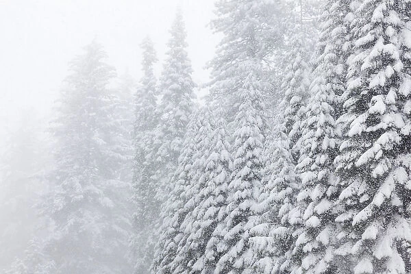 USA, California, Oakhurst. Fir trees in snowfall
