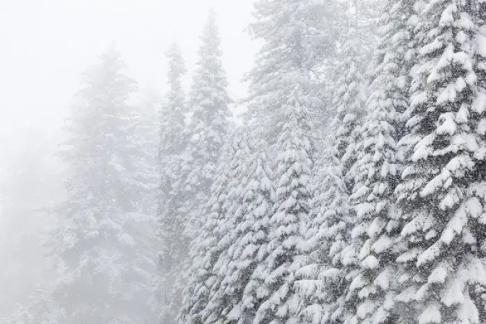 Framed Print : USA, California, Oakhurst. Fir trees in snowfall Framed Print : USA, California, Oakhurst. Fir trees in snowfall