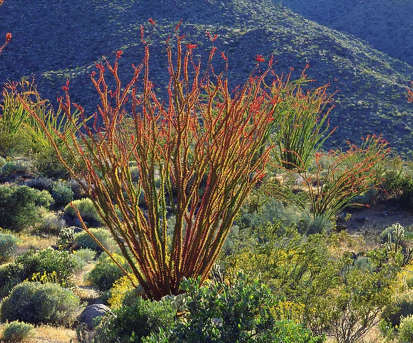 USA; California; Ocotillo Wildflowers in Anza Borrego Desert State Park