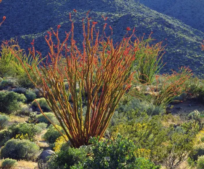 Framed Print : USA; California; Ocotillo Wildflowers in Anza Borrego Desert State Park Framed Print : USA; California; Ocotillo Wildflowers in Anza Borrego Desert State Park