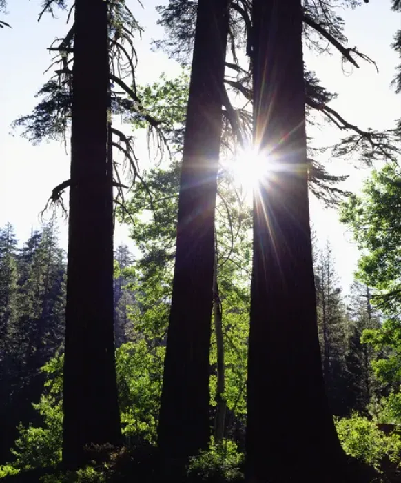 Framed Print : USA; California. Old growth Red Fir trees in the High Sierra Framed Print : USA; California. Old growth Red Fir trees in the High Sierra