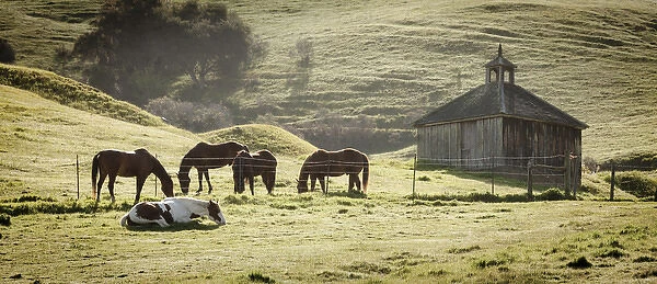 USA, California, Olema. Horses and old barn