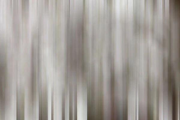 USA, California, Owens Valley. Abstract of dogwood tree in bloom