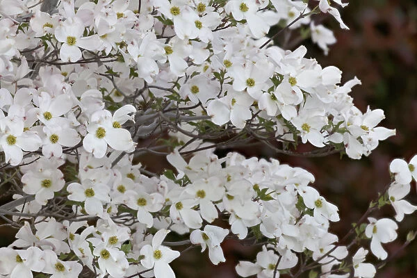 USA, California, Owens Valley. Dogwood tree in bloom