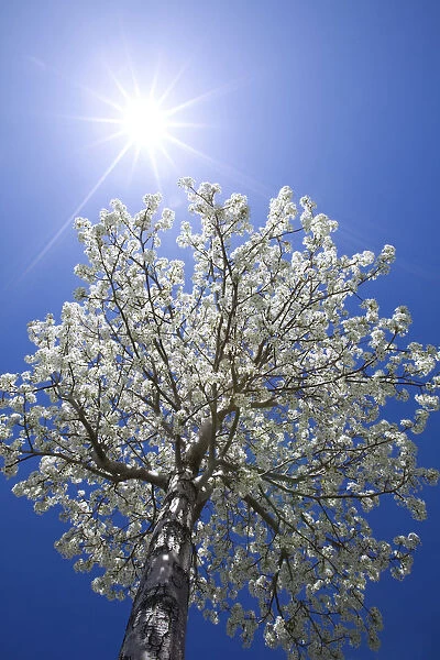 USA, California, Owens Valley. Flowering pear tree