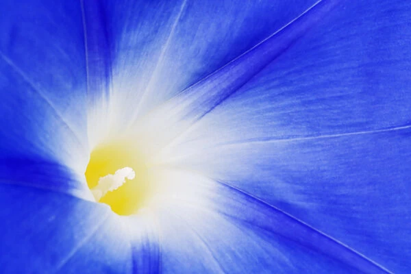 USA, California, Owens Valley. Morning glory flower close-up