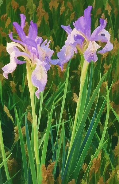 USA, California, Owens Valley. Painterly effect on iris flowers