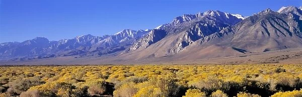 USA, California, Owens Valley. Rabbitbrush blooms in the late summer in the Owens Valley