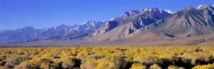Framed Print : USA, California, Owens Valley. Rabbitbrush blooms in the late summer in the Owens Valley Framed Print : USA, California, Owens Valley. Rabbitbrush blooms in the late summer in the Owens Valley