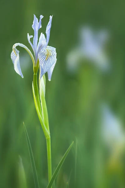 USA, California, Owens Valley. Wild iris flowers blooming in grass