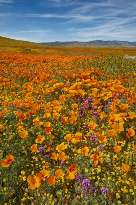 Framed Print : USA, California, Owls Clover, Goldfields and California poppies on hillside near Framed Print : USA, California, Owls Clover, Goldfields and California poppies on hillside near