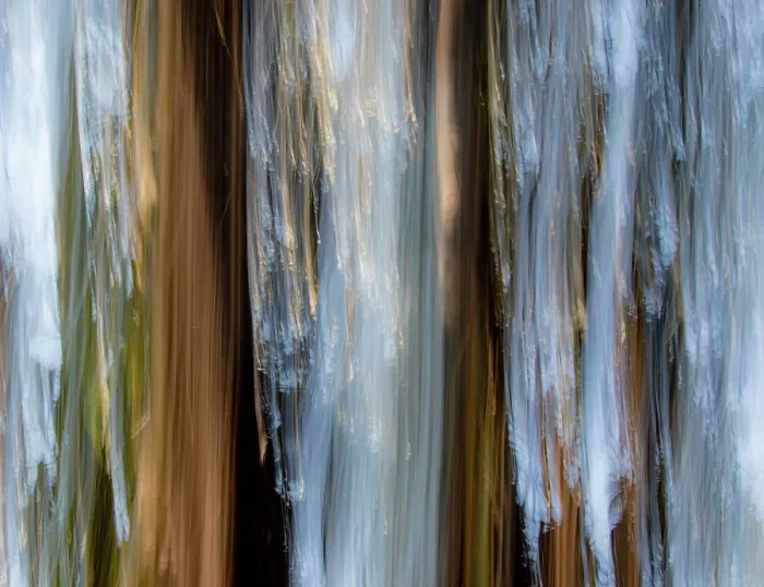 Framed Print : USA, California, Pacific Grove. Tree trunks of eucalyptus trees movement and interplay of light Framed Print : USA, California, Pacific Grove. Tree trunks of eucalyptus trees movement and interplay of light