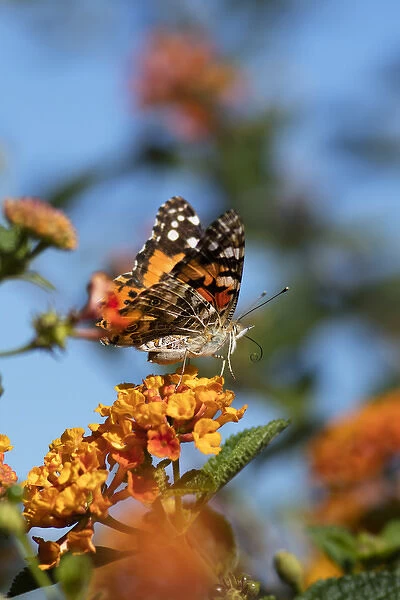 USA, California. Painted lady butterfly on lantana flowers