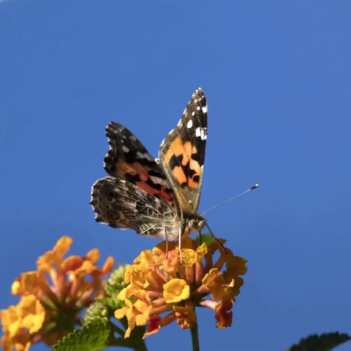 Framed Print : USA, California. Painted lady butterfly on lantana flowers Framed Print : USA, California. Painted lady butterfly on lantana flowers