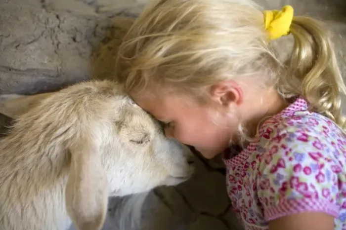 Framed Print : USA, California, Palm Desert, The Living Desert. Young girl and Nigerian pygmy goat touch heads