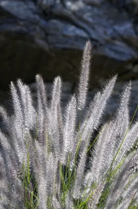 Framed Print : USA, California, Palm Springs, Indian Canyons. Backlit grasses