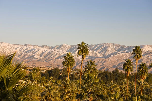 USA, California, Palm Springs. Palms and San Bernardino Mountains, sunrise
