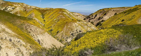 Usa, California. Panoramic landscape of Hillside daisy on hillside